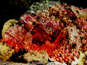 Red Scorpion Fish by Jonathan Sala 